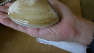大ハマグリ