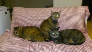3猫