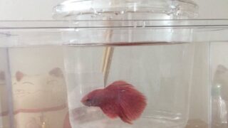 ベタ