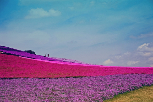 芝桜