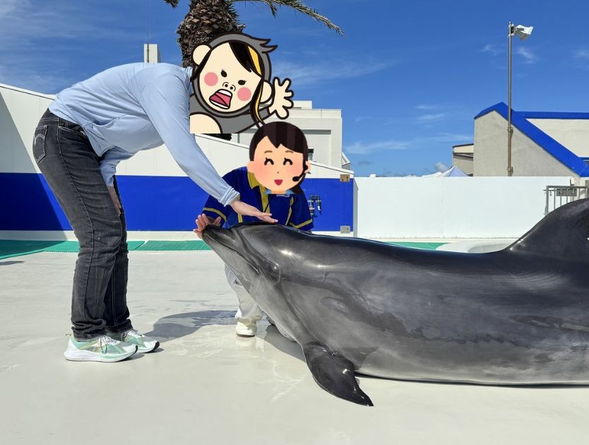 いるか