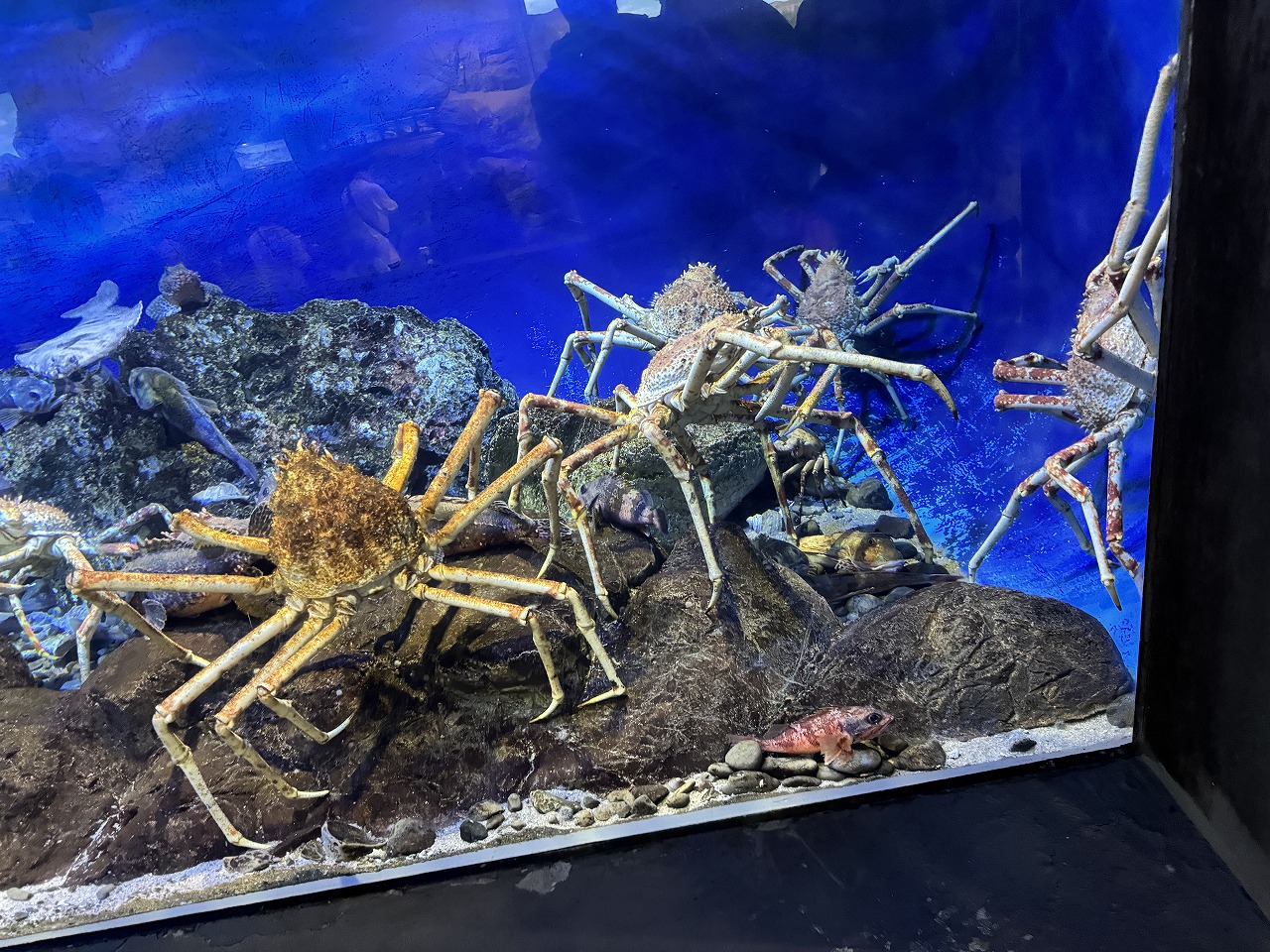 カニ
