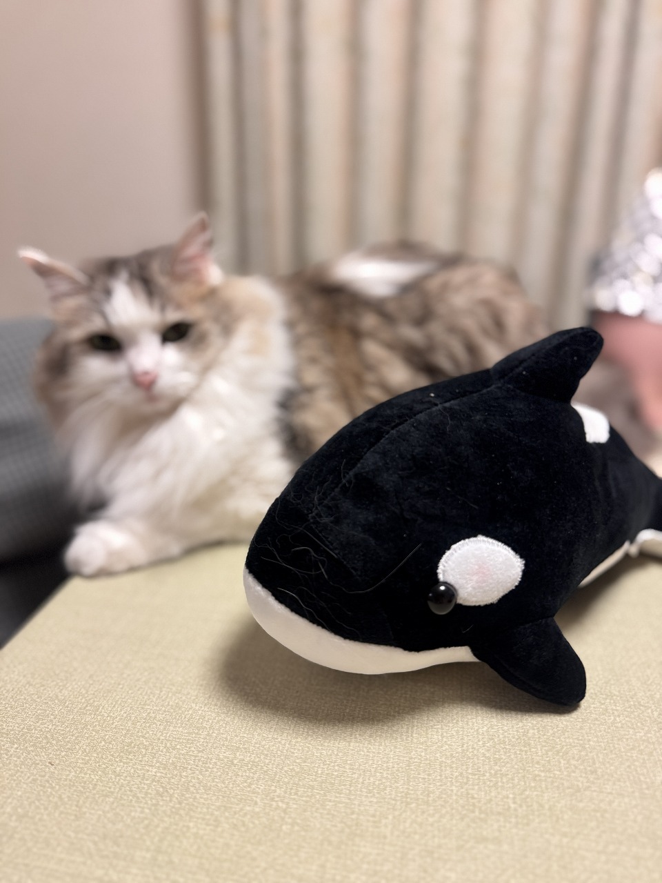 ぬいぐるみ