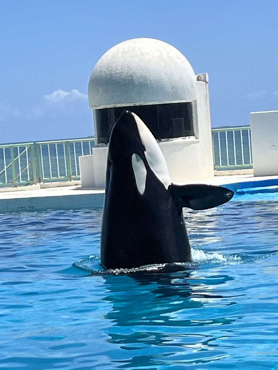シャチ